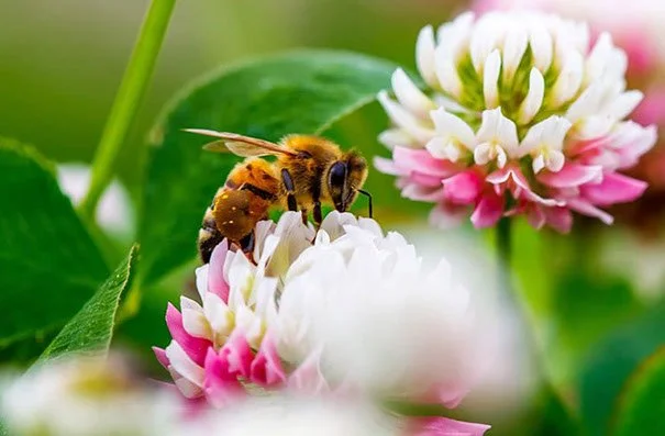 bee pollinating a flower