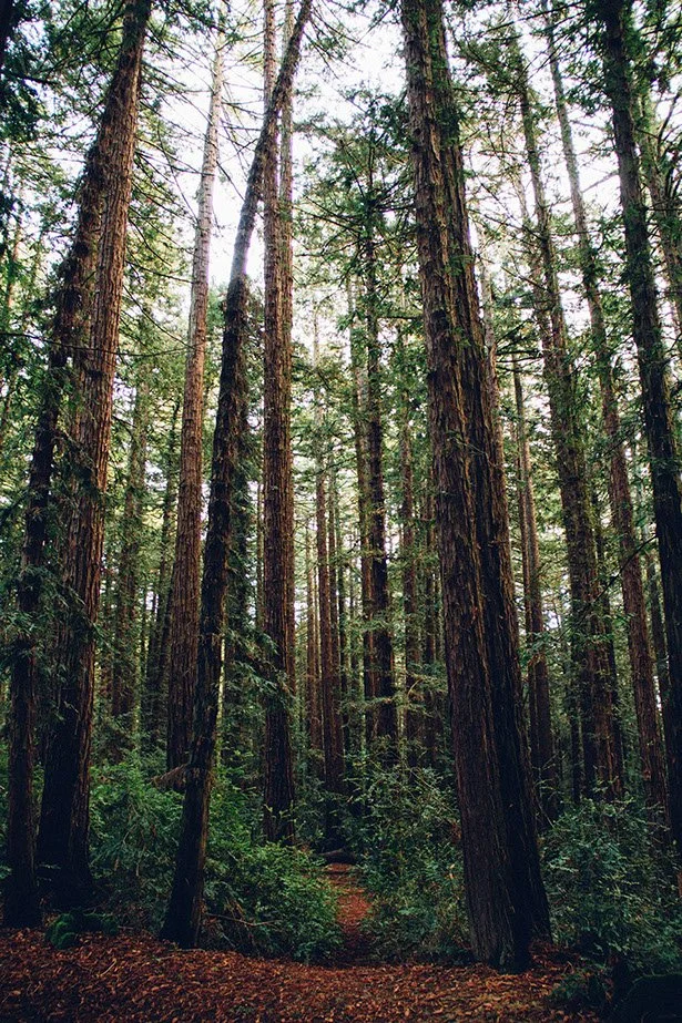 large trees in a forest